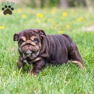 Chanel Cocoa, English Bulldog Puppy